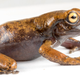 Image for article titled Charming, Newly Discovered Treefrog Has a Mysterious Claw